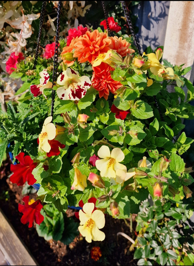 A picture of the Best Floral Display winning garden