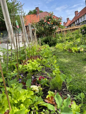 The garden of best edible garden winner - Lamyai Holt